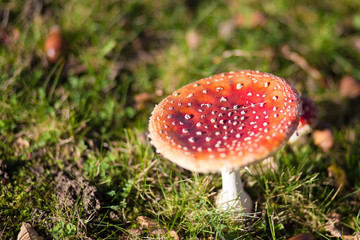 Red mushroom with white dots in the nature