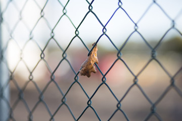 Autumn leaf hanging from the wired fence 