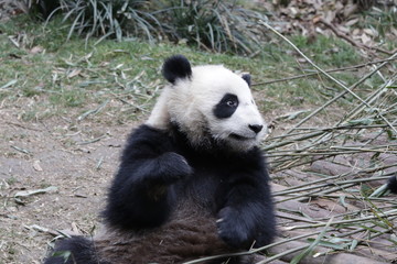 Naklejka na ściany i meble Giant Panda Cub Eating Bamboo Leaves, Chengdu, China