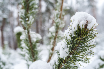 Fluffy Christmas trees under the snow. Very close to a branch of a tree in the snow. There is heavy...
