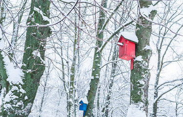 Bird feeders. A colorful, homemade bird feeder on the tree. Winter bird feeder in the park, forest.