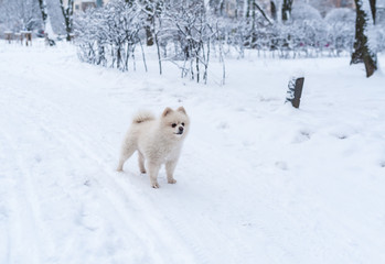 A little white dog is standing in the park, everything is in the snow. A small balloon with a fluffy tail