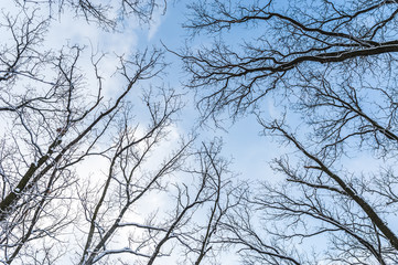 Branches of trees against the sky. Branches of a tree as a web.