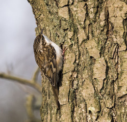 bird on tree