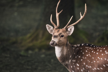 Naklejka na ściany i meble Cute fallow buck deer portrait - Portrait of a young male from the fallow deer, with long horns and white spots, in a dark forest.