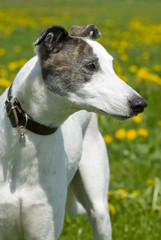 Magyar Agar in einer Löwenzahnwiese