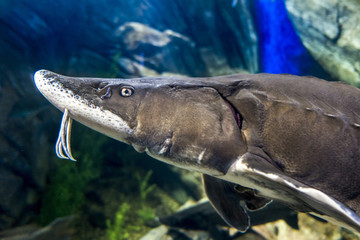 The beluga or European sturgeon (Huso huso), close up