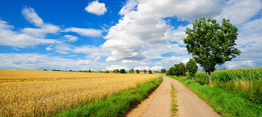 Feldweg durch reife Felder, Landschaft im Sommer, blauer Himmel mit Wolken