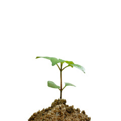 Young green plant on white background.