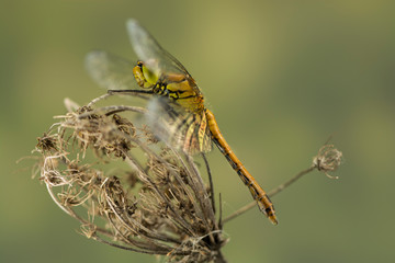 Heidelibelle
