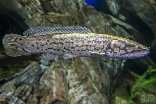 Fototapeta The Bowfin, Amia calva,- "living fossil." ,fossil fish