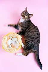 Easter concept. Funny home cat with basket full of Ester eggs on the pink background.