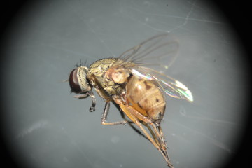 fly