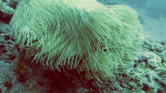 Falscher Clown - Anemonenfisch (Amphiprion ocellaris) in einer Prachtanemone oder Mauritiusanemone (Heteractis magnifica)