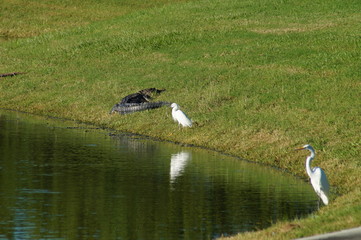 Alligator and bird