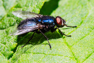 Mücke, Fliege irgendwie schön