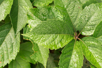 Detail of vine leaf in the rain