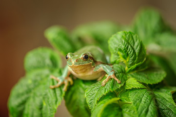 European tree frog between green leaves