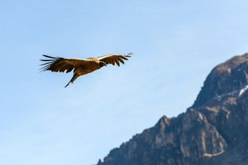 Pérou, Canyon de Colca :Un Condor femelle planant dans le canyon.