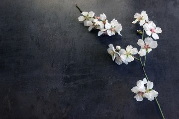 Naklejka na ściany i meble Sprig of flowering almond on a dark background. Concept of spring mood.