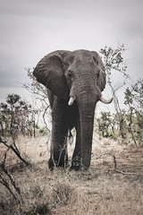 Elefant in Afrika