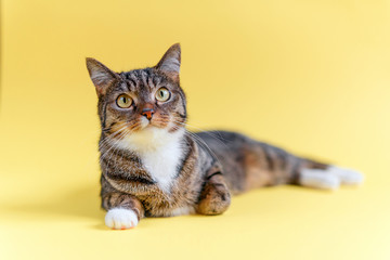Funny home striped cat with big yellow eyes, white collar and white paws lies on yellow background.