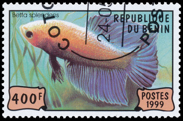 Stamp printed in Benin showing Siamese fighting fish