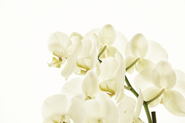 Fototapeta na wymiar white orchid twig on a white background in the illuminated summer sun