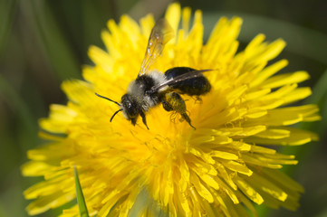 bee and flowers