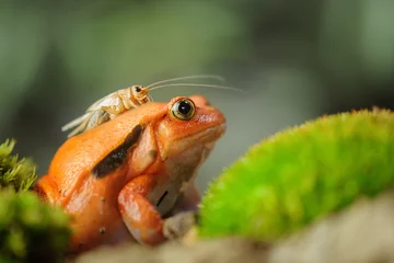 Foto auf Acrylglas Frosch Madagascar tomato frog with house cricket