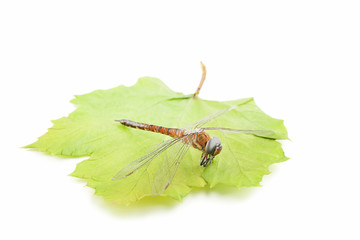 Dried dragonfly with green leaf isolated on white