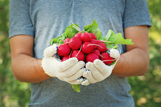 Fresh radish from garden in male hands