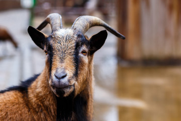 goat red with black closeup