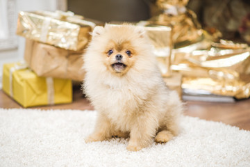 Spitz stands with Christmas gifts near the fireplace