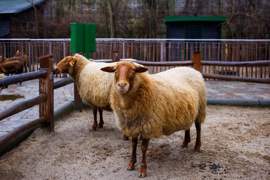 Two Red Sheep In A Pen