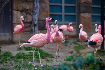 flock of pink flamingos