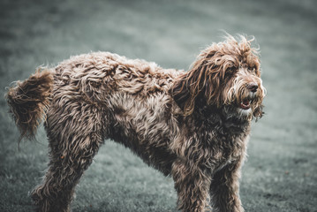 Labradoodle dog standing outside