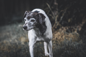 Rat terrier dog outside