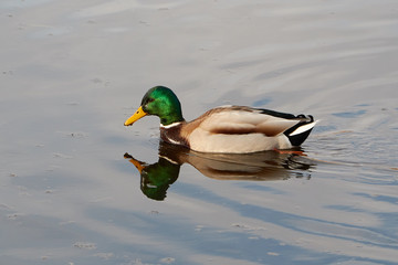 Obraz premium Stockende