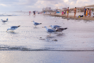 a group of seagulls are on the beach