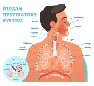Human Respiratory System anatomical vector illustration, medical education cross section diagram with nasal cavity, throat, lungs and alveoli. 