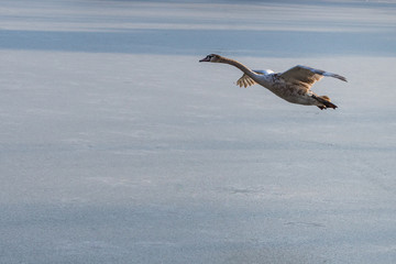 A young grey mute swan flying around above a frozen lake