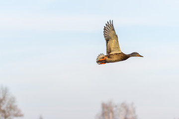 A mallard duck flying around