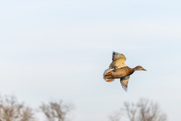 A mallard duck flying around