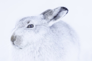 White wild mountain hare sitting on snow