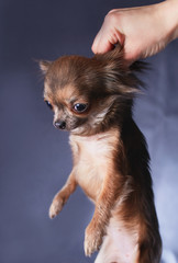 Fototapeta na wymiar hand holds a dog of the Chihuahua breed for a coat