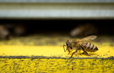 Bee on the hive
