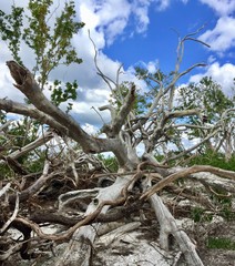 Blue Sky Driftwood