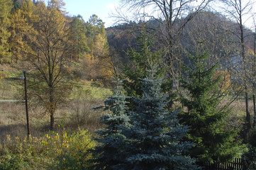 Fototapeta na wymiar Forest Trees Late Fall Autumn, with Golden Dry Leaves