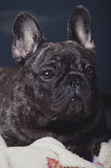 French Bulldog portrait 